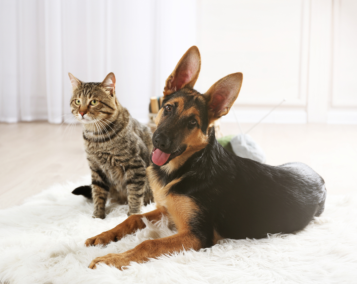 Cute cat and funny dog on carpet - Northwest Carpet Cleaning - Minneapolis Minnesota